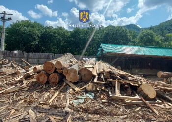 Un pădurar și fiul său, din Lopătari, în arestul poliției pentru tăieri ilegale de arbori