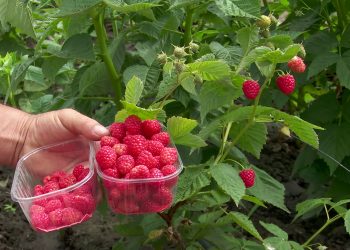 Cum a rezolvat o familie de fermieri din Poșta Câlnău criza acută de forță de muncă pentru culesul fructelor