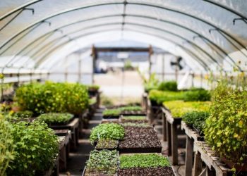 Solarul pentru legume – O investitie profitabila chiar si in timpul iernii!
