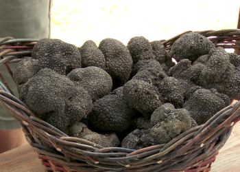 A început sezonul trufelor la un conac boieresc din Ținutul Buzăului. „Aurul negru”, ingredient pentru mâncăruri rafinate