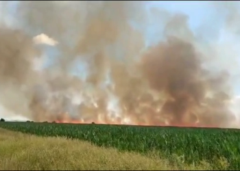 VIDEO Incendiu într-un lan de grâu și orz, pe o suprafață de zece hectare