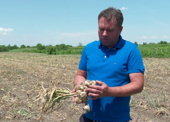 Usturoiul românesc din noua recoltă ajunge în piețe. Fermier din Buzău: „Sperăm să scăpăm de usturoiul din import”