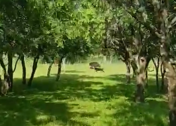 VIDEO Curaj sau nesăbuință? Reacția unei femei la vederea ursului în propria grădină: „Mușcă-l, Ursulică!”