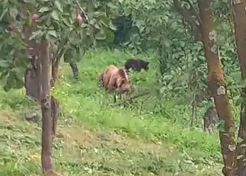 VIDEO Recolta de prune a unor gospodari din Gura Teghii, culeasă de urși