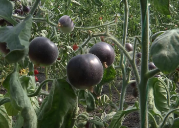 Primul soi de tomate kumato omologat în România. Ce proprietăți au aceste legume