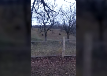 VIDEO Urșii seamănă teroare printre locuitorii comunei Gura Teghii și provoacă mari pagube