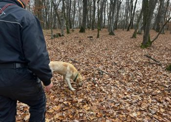 Contribuția serviciilor de dresaj canin în îndeplinirea obiectivelor unui important proiect