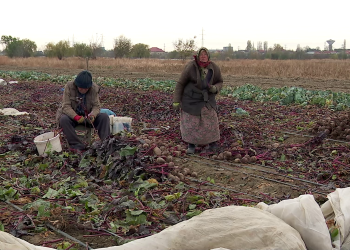 VIDEO Grădinarii dau zor pe câmp pentru a salva culturile târzii, amenințate de ger