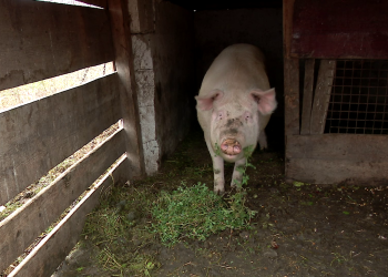 Motivul pentru care localnicii din mai multe comune buzoiene se tem că vor rămâne fără porci înainte de Crăciun