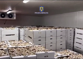 Producători de usturoi din Spania, înșelați de doi români. Prejudiciul, de jumătate de milion de euro