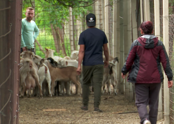 Fermele din România, lovite de un fenomen păgubos. Proprietarii de turme ajungă să muncească singuri la stână