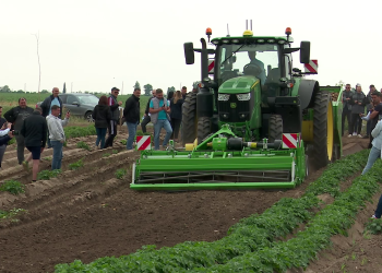 Extinderea culturilor de cartofi în Pogoanele: Agricultorii buzoieni revoluționează agricultura locală