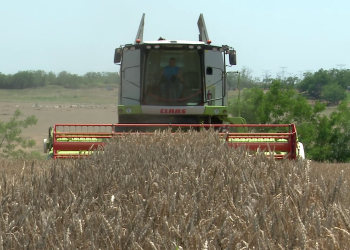 VIDEO Treieratul în Bărăgan, aproape de final. Fermierii înregistrează pierderi uriașe la recolta de grâu