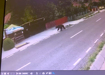 VIDEO S-au trezit cu ursul la poartă, în timp ce se cinsteau în curtea unui magazin