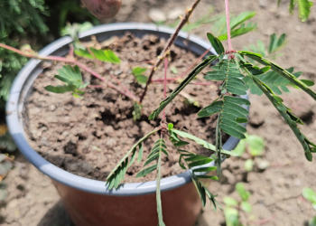 VIDEO Incredibil cum se mișcă această plantă atunci când este atinsă. Frunzele se pliază când simt pericol