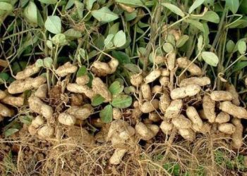 Soi de alune, cultivat experimental printre copacii din Parcul Crâng