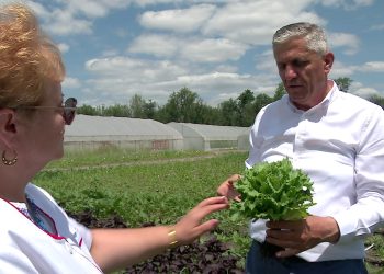 Salata picantă și prazul cu gust de usturoi, în curând în piețe
