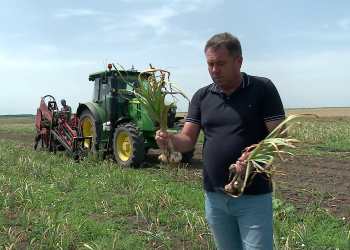 VIDEO Un noi usturoi românesc cucerește piața. Este produs în comuna buzoiană Râmnicelu