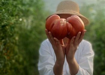 La Buzău a apărut roșia care cântărește cât un pepene