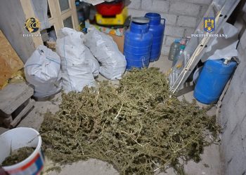 Captură impresionantă de canabis. Un localnic din Cilibia, trimis în arest