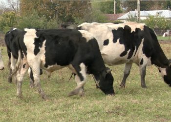 Seceta provoacă scumpiri la brânzeturi și produse lactate