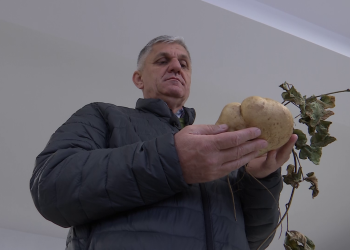 Leguma gustoasă şi bogată în proteine care seamănă cu un cartof. Este cultivată la Buzău
