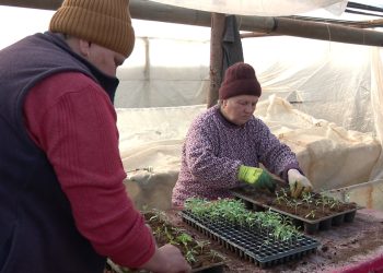 Legumicultorii din Buzău luptă cu gerul. Sunt costuri uriașe pentru încălzirea solariilor