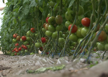 Tomate Tatu (4)