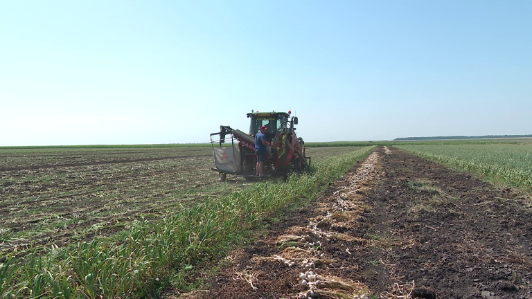 Usturoi Tractoare Agro (2)