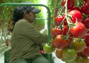 Una dintre cele mai moderne sere bio din România produce tomate cherry lângă Râmnicu Sărat