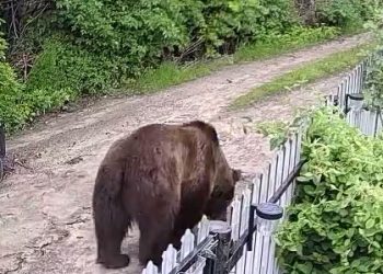 VIDEO Urs de mari dimensiuni, pe străzile din Blăjani. Autoritățile au emis ordin de împușcare