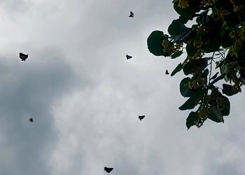 Invazie de fluturi maronii în mai multe localități din țară. Specialiștii spun că fenomenul este temporar
