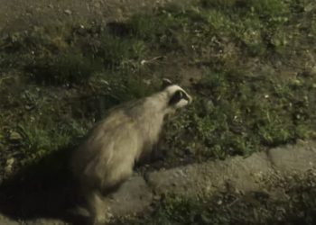 Bursuc instalat în subsolul unor blocuri din Râmnicu Sărat. O adolescentă s-a întâlnit față în față cu animalul