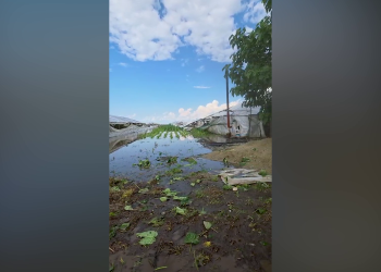 VIDEO Potop peste bazinul legumicol Glodeanu Sărat. Fermierii au ajuns în pragul disperării după noile inundații