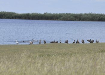 Buzăul își recâștigă comorile naturale. Zonele umede, monitorizate pentru protejarea biodiversității