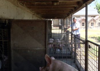 Arșița verii schimbă programul în ferme. Animalele sunt răcorite de mai multe ori pe zi, iar apa se schimbă continuu