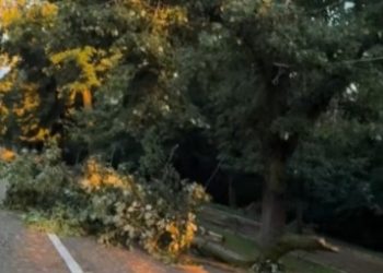 Dezastru în Crâng după vijelie. Echipele intervin pentru degajarea arborilor