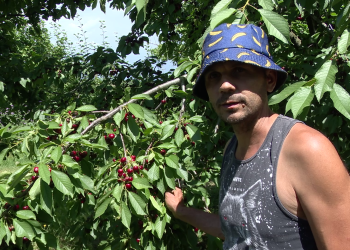 Cireșele putrezesc în pomi, iar un pomicultor din Buzău își scoate livada la vânzare. „Anul ăsta ne face să abandonăm totul”