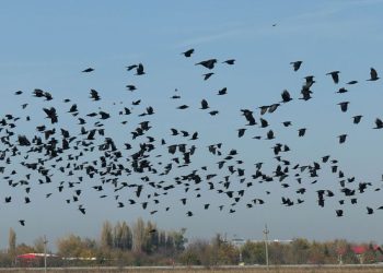 Ciorile, șacalii și vulpile, luate la țintă! Mii de prădători, pe lista vânătorilor din Buzău