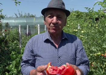 Roșiile copilăriei se întorc în grădinile gospodarilor și în serele cercetătorilor din Buzău