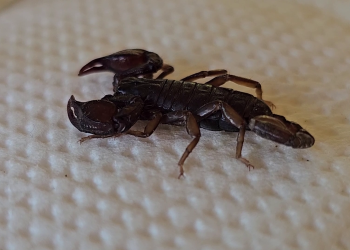 Casă invadată de scorpioni. Un buzoian a găsit peste zece în gospodărie, în doar o săptămână