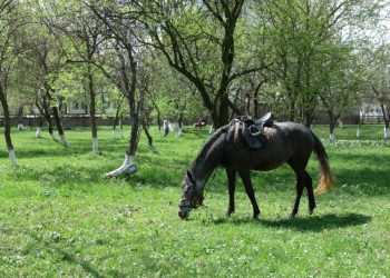A intrat în curte și a furat un cal. Proprietarul l-a prins din urmă
