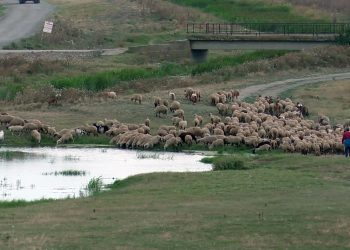 Variola ovină lovește din nou Buzăul. Sute de oi, în focarul din comuna Luciu