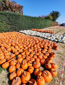 A început cursa după dovleci! Bostanii pentru Halloween și plăcinte, vedetele festivalului de la Poșta Câlnău