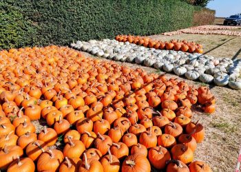 A început cursa după dovleci! Bostanii pentru Halloween și plăcinte, vedetele festivalului de la Poșta Câlnău