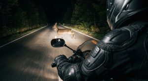 Accident pe drumul european E85, după ce o căprioară a pătruns pe carosabil