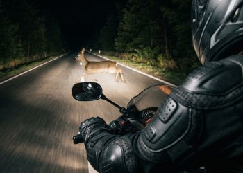 Accident pe drumul european E85, după ce o căprioară a pătruns pe carosabil